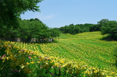 可睡ゆりの園