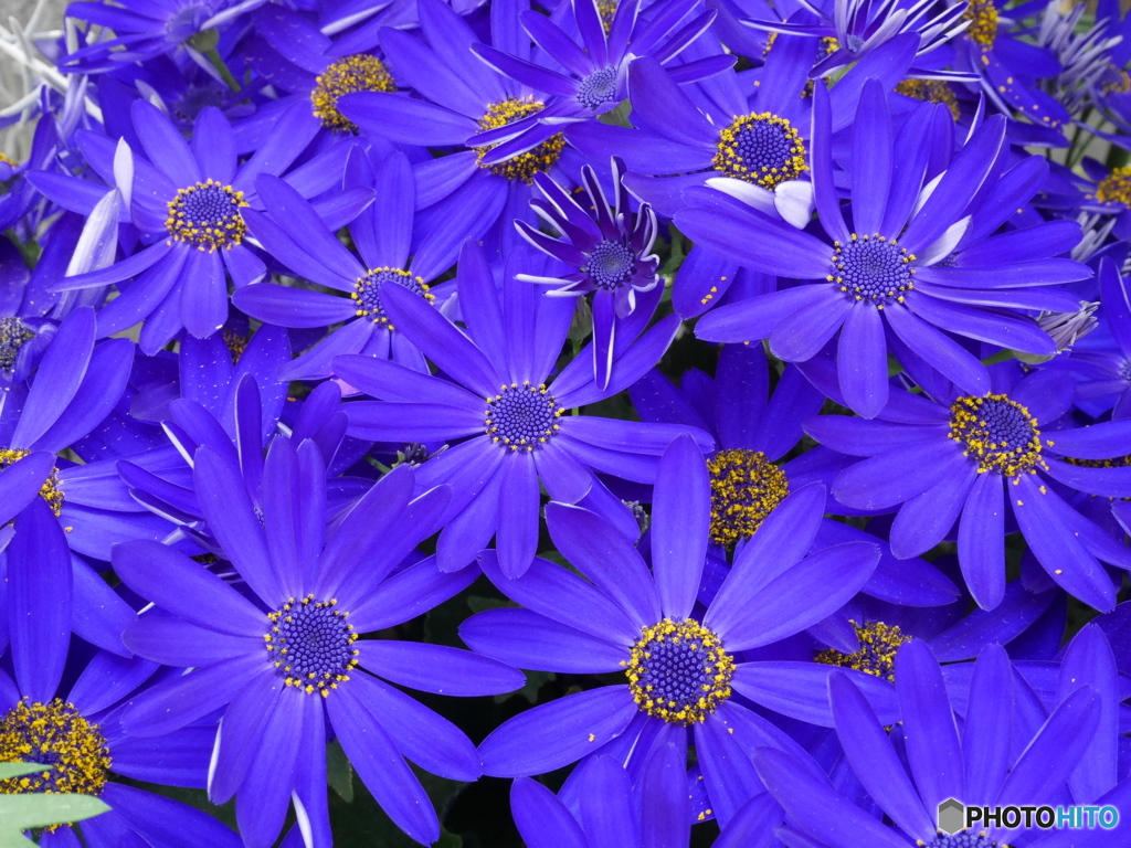 violet