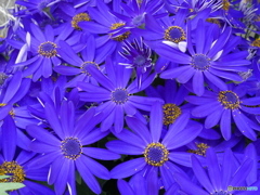 violet