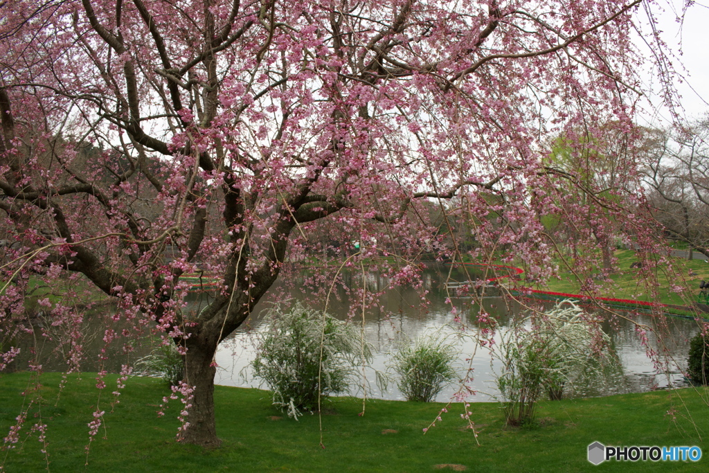 枝垂れ桜