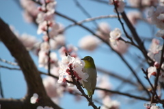 花に惹かれて