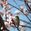 花に惹かれて