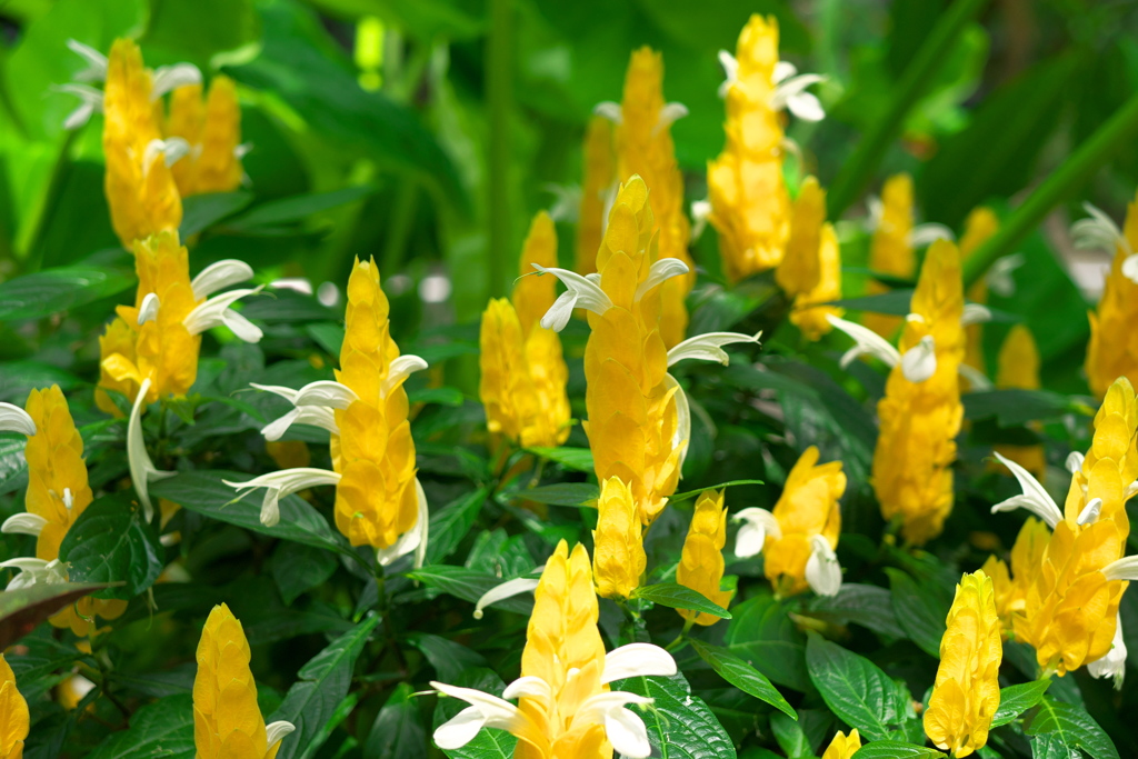 温室の黄色い花