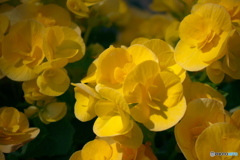 Yellowish