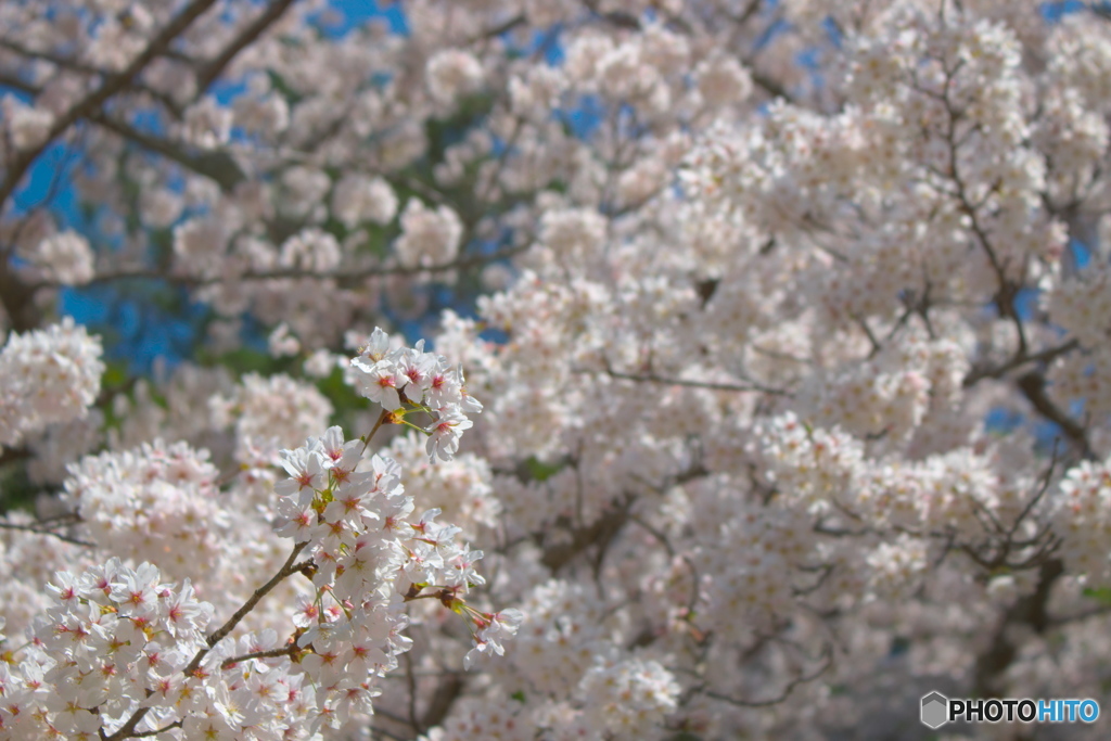 桜