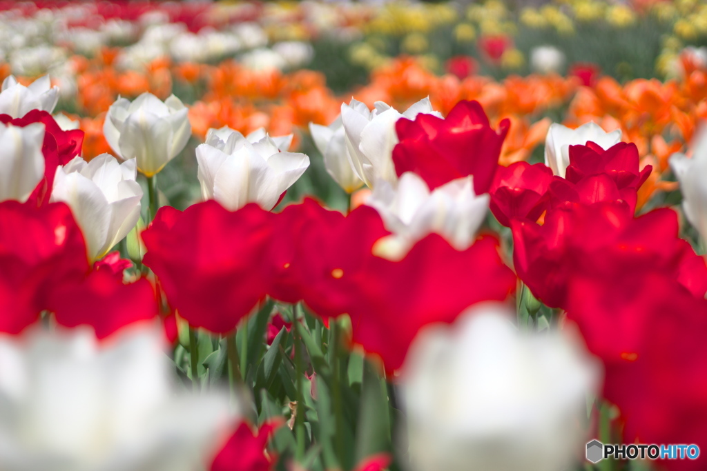 mixed flowers 3