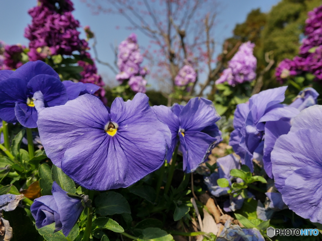 花咲