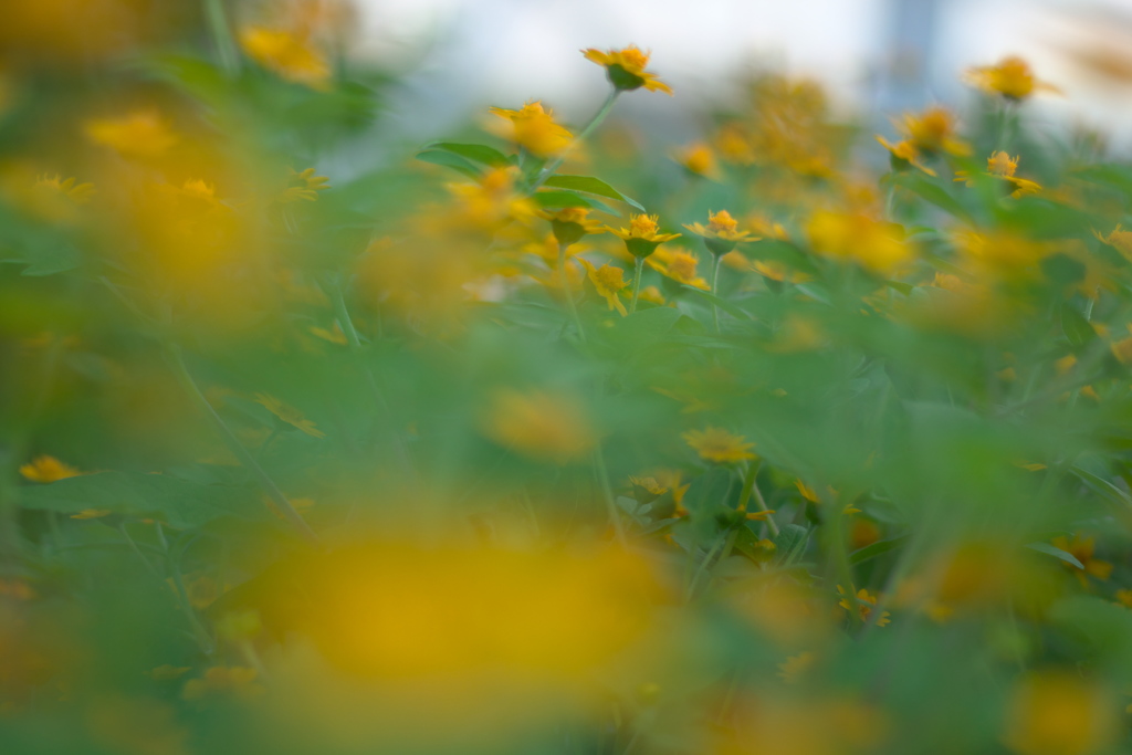 花のなかへ