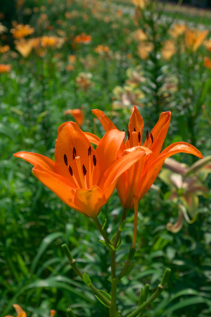 orange