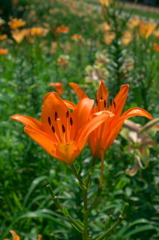 orange