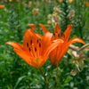 orange