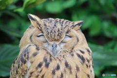 眠…