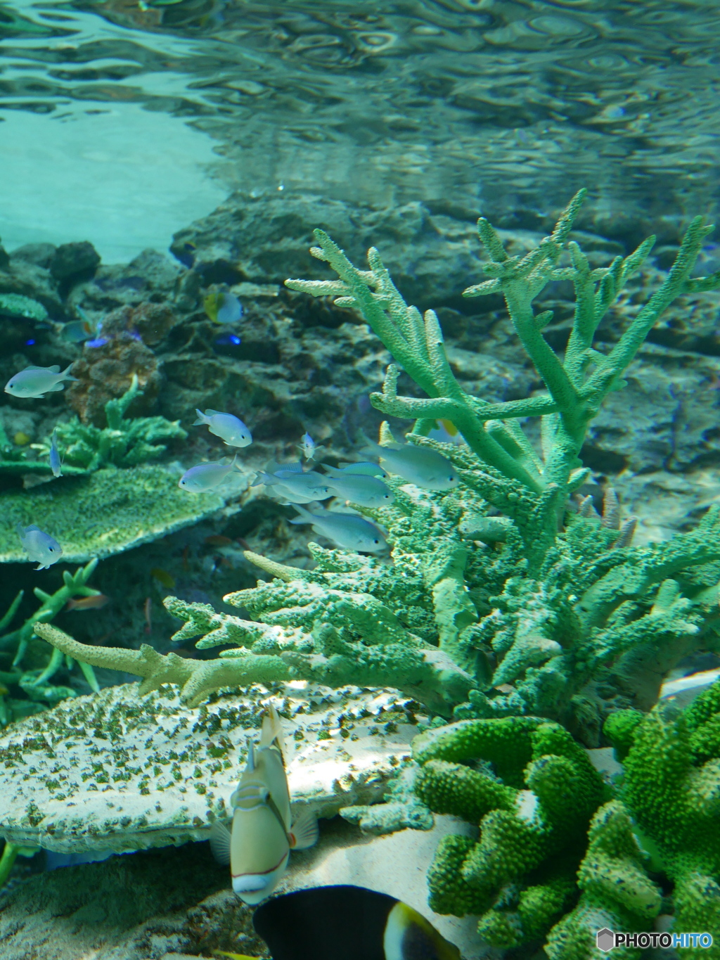 水族館