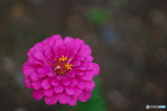 近くのお花３