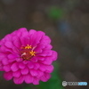近くのお花３