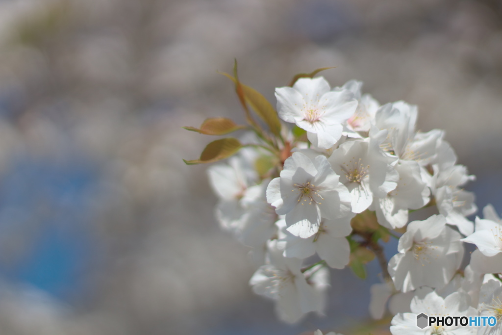 今年の桜