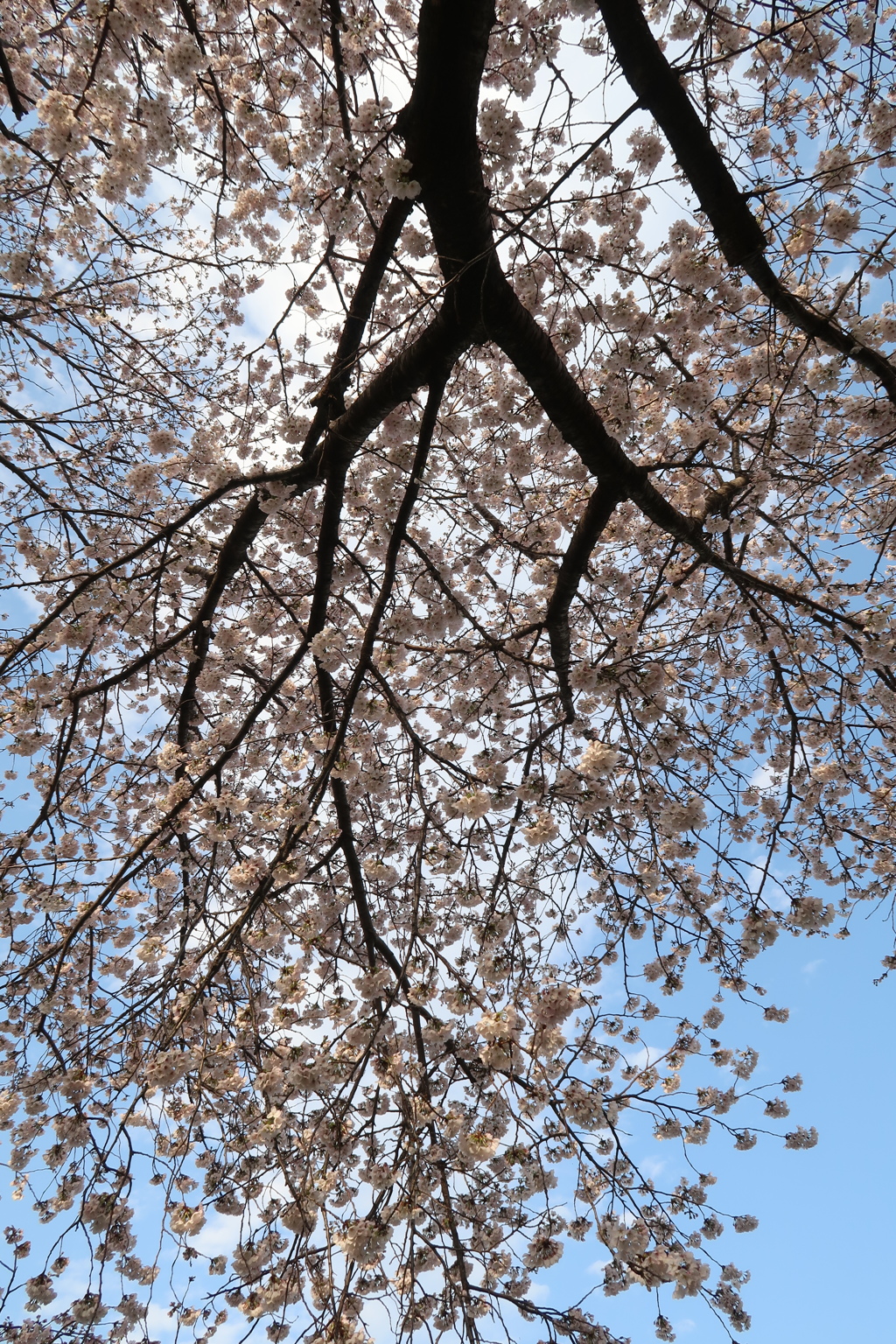 上を向いてお花見
