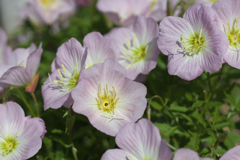 路傍の花　その１