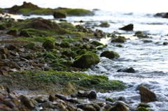 海辺の森