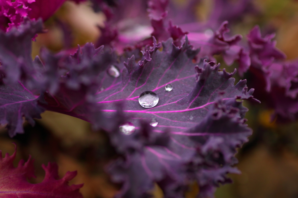 Violet