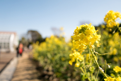 菜の花