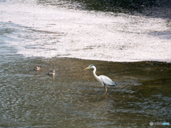 春の川鳥たち