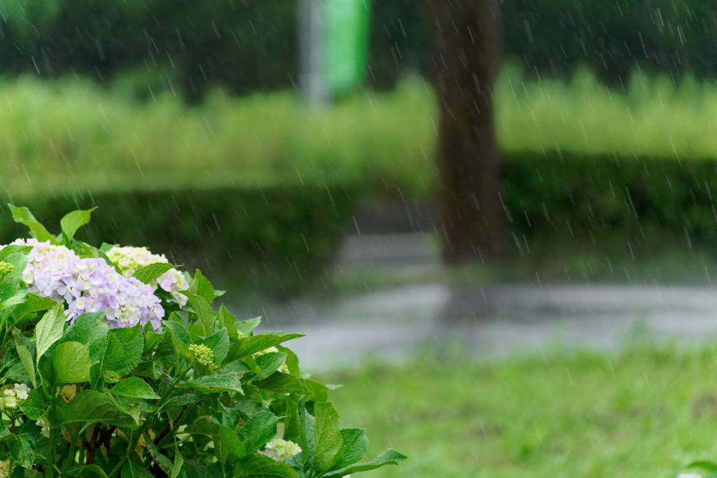 梅雨真っ只中