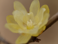 蝋梅の花