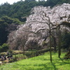 長興山紹太寺のしだれ桜