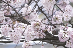 【4K】お花見鳥