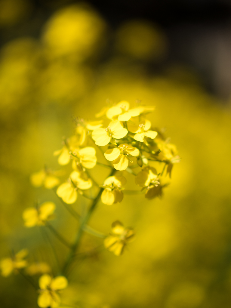 菜の花幻影