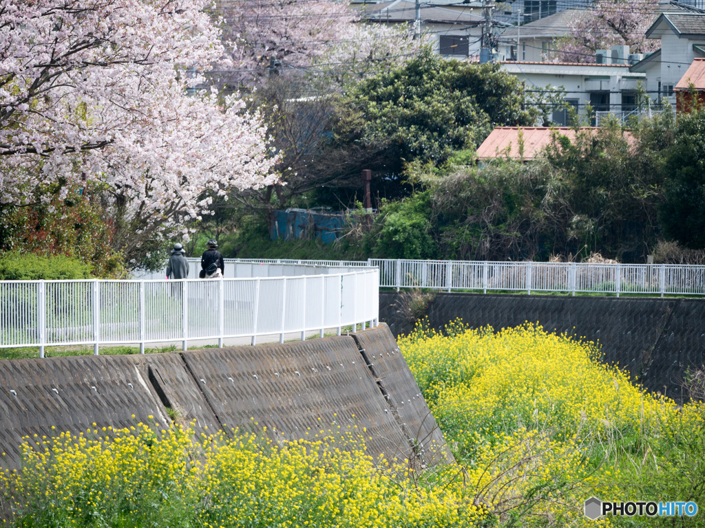 引地川沿いに咲く桜と菜の花