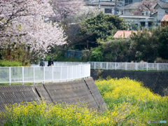 引地川沿いに咲く桜と菜の花