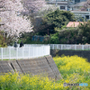 引地川沿いに咲く桜と菜の花