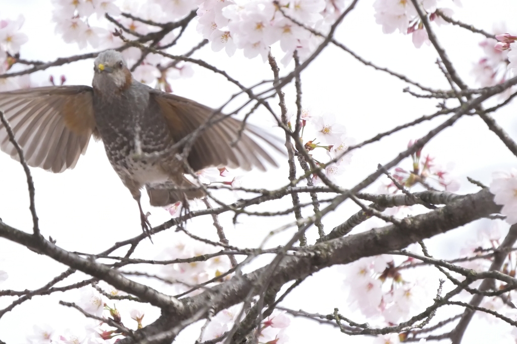 【４K】　飛び立つ