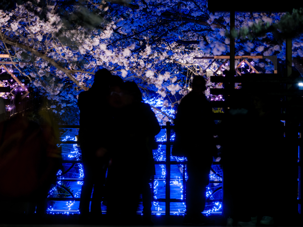 夜桜見物