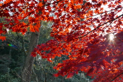 三渓園の紅葉