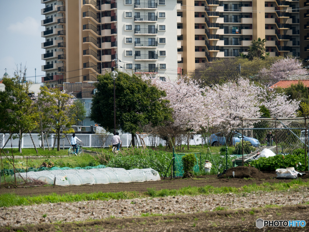 川沿いの桜とマンション