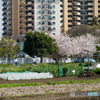 川沿いの桜とマンション