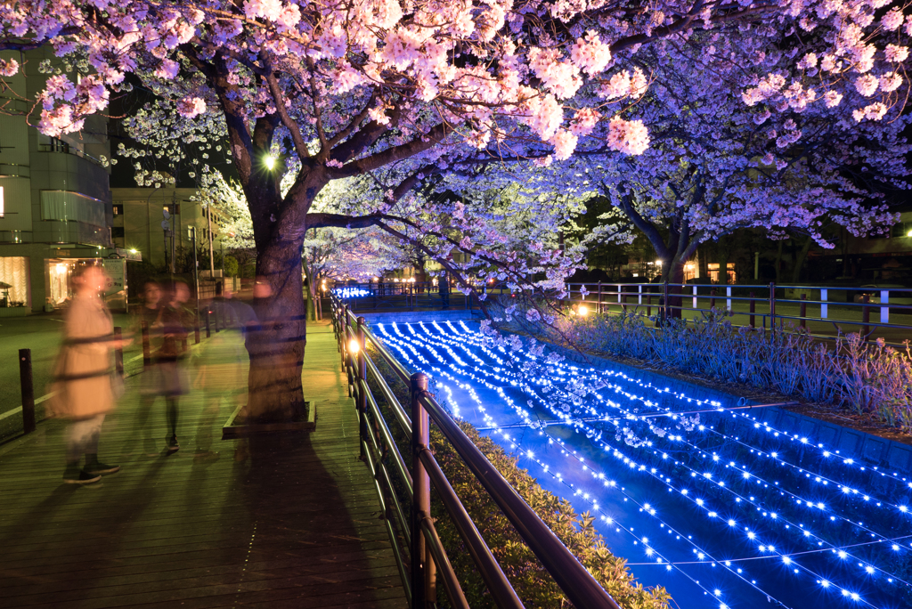 夜桜日和