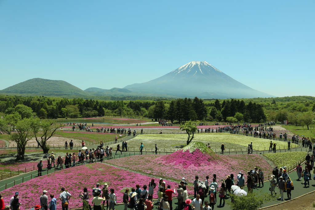 富士芝桜まつり