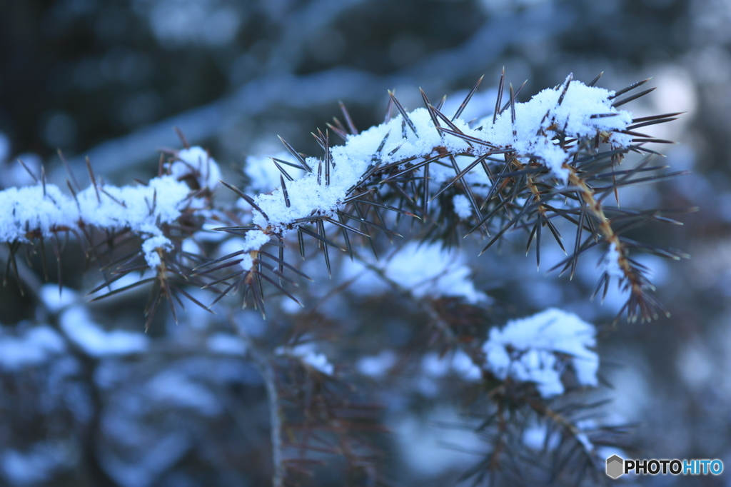 小枝にのる雪