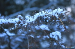 小枝にのる雪