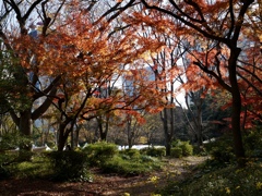 初冬の日比谷公園