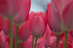 Tulip