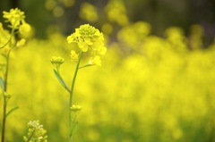 Canola flower