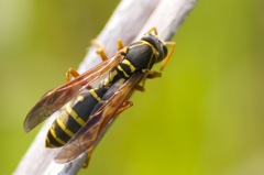 Paper wasp