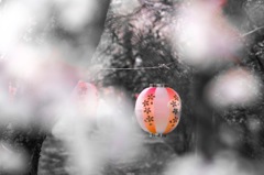 桜の提灯