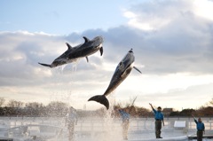Flying dolphins