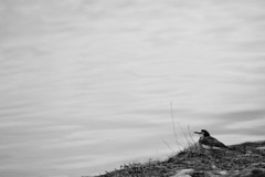 日本の野鳥　たそがれハクセキレイ